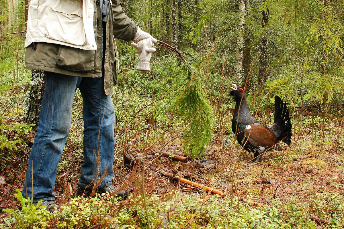 How wood grouse live: some interesting facts about forest “vocalists” - Wood grouse, Birds, Animals, Yandex Zen, Longpost