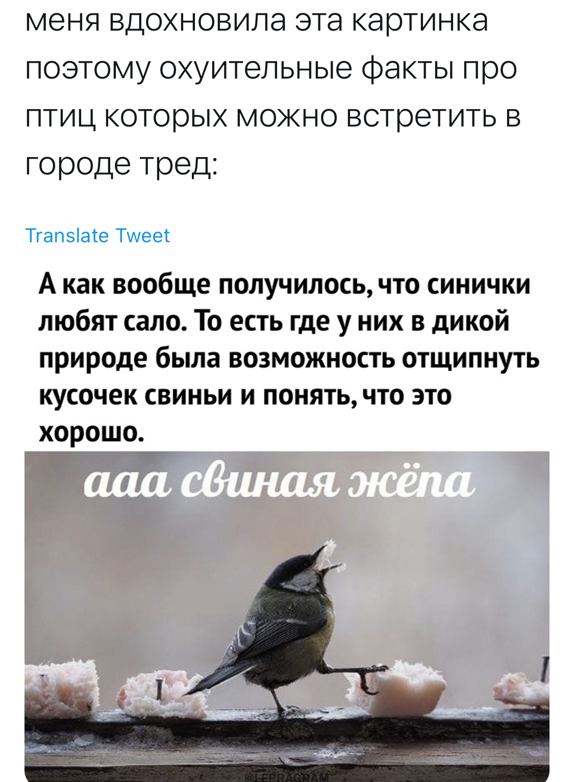 Article about birds - Twitter, Birds, Longpost, Mat