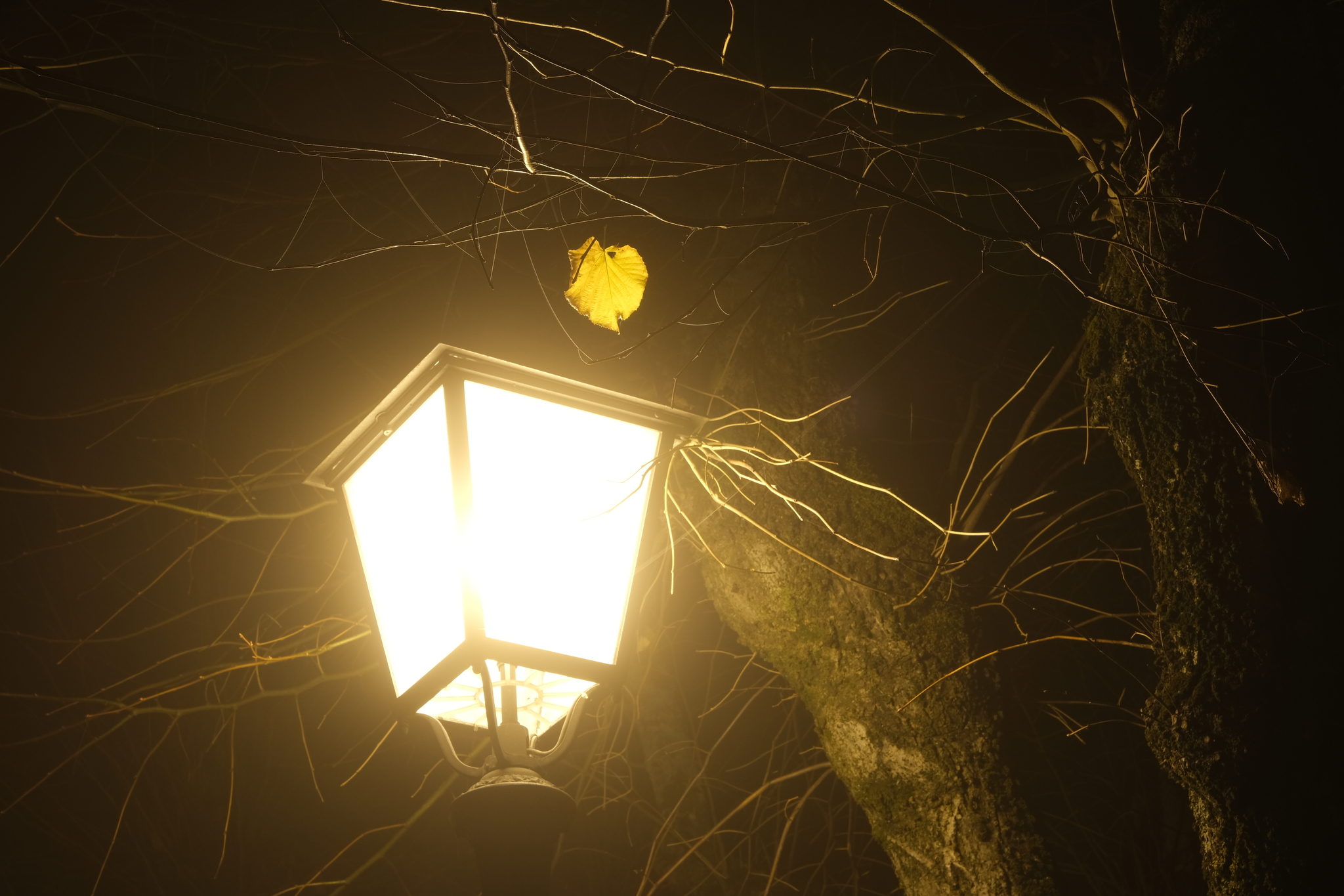 Night photos in the park in the fog - My, The photo, Autumn, The park, Longpost