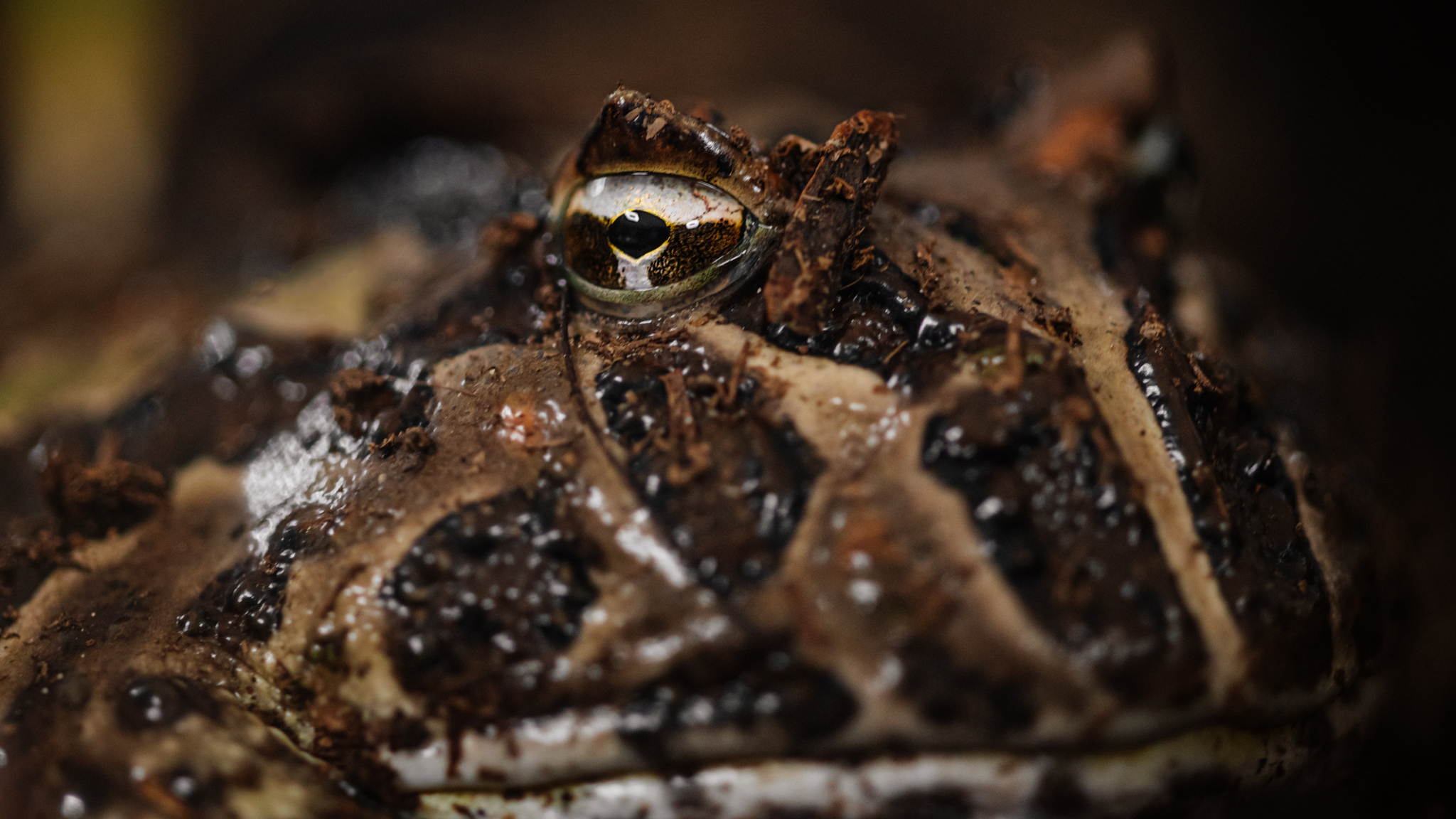 Hypnotoad - My, Macro, Macro photography, Toad, The photo, Eyes, Hypnosis