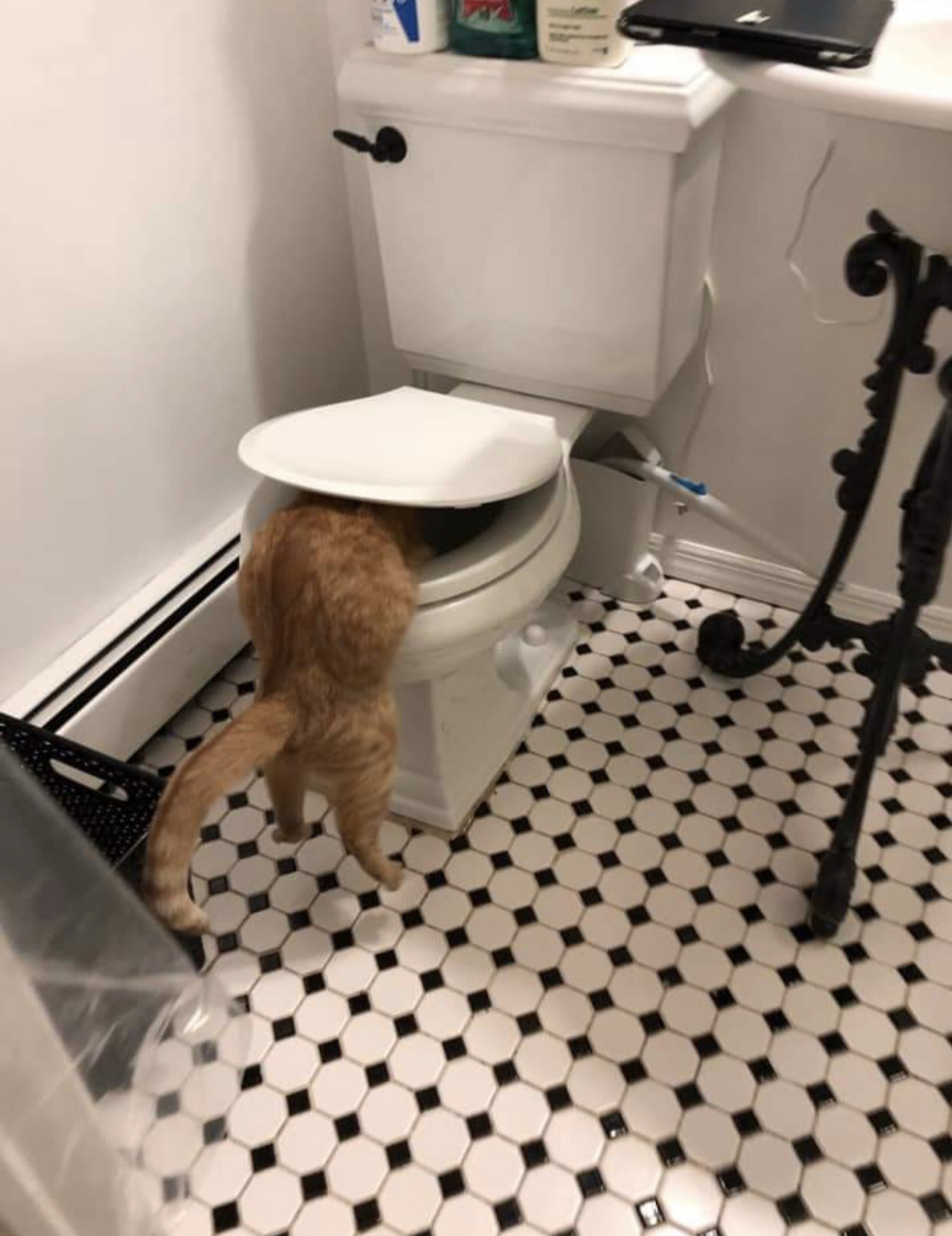 The cat is eating the toilet - cat, Toilet, Redheads