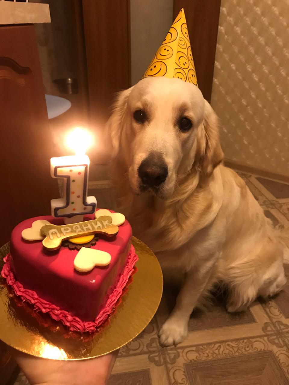 Family pet's birthday - My, Golden retriever, Dog, Birthday, Milota, Longpost