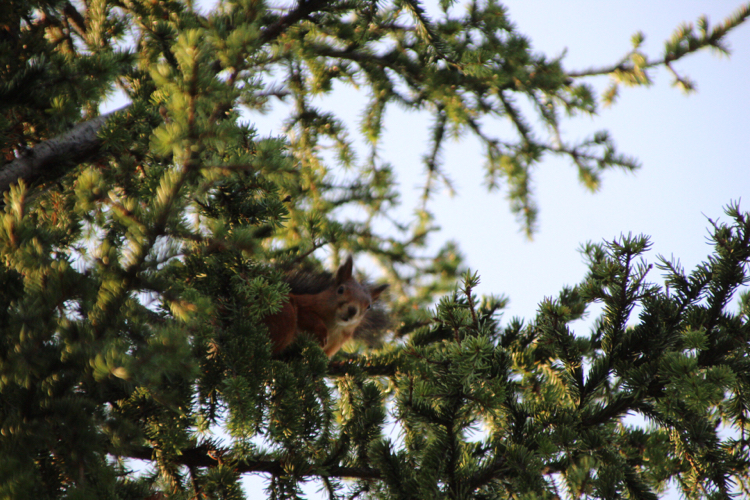 Remembering autumn - My, Autumn, Forest, Dog, Squirrel