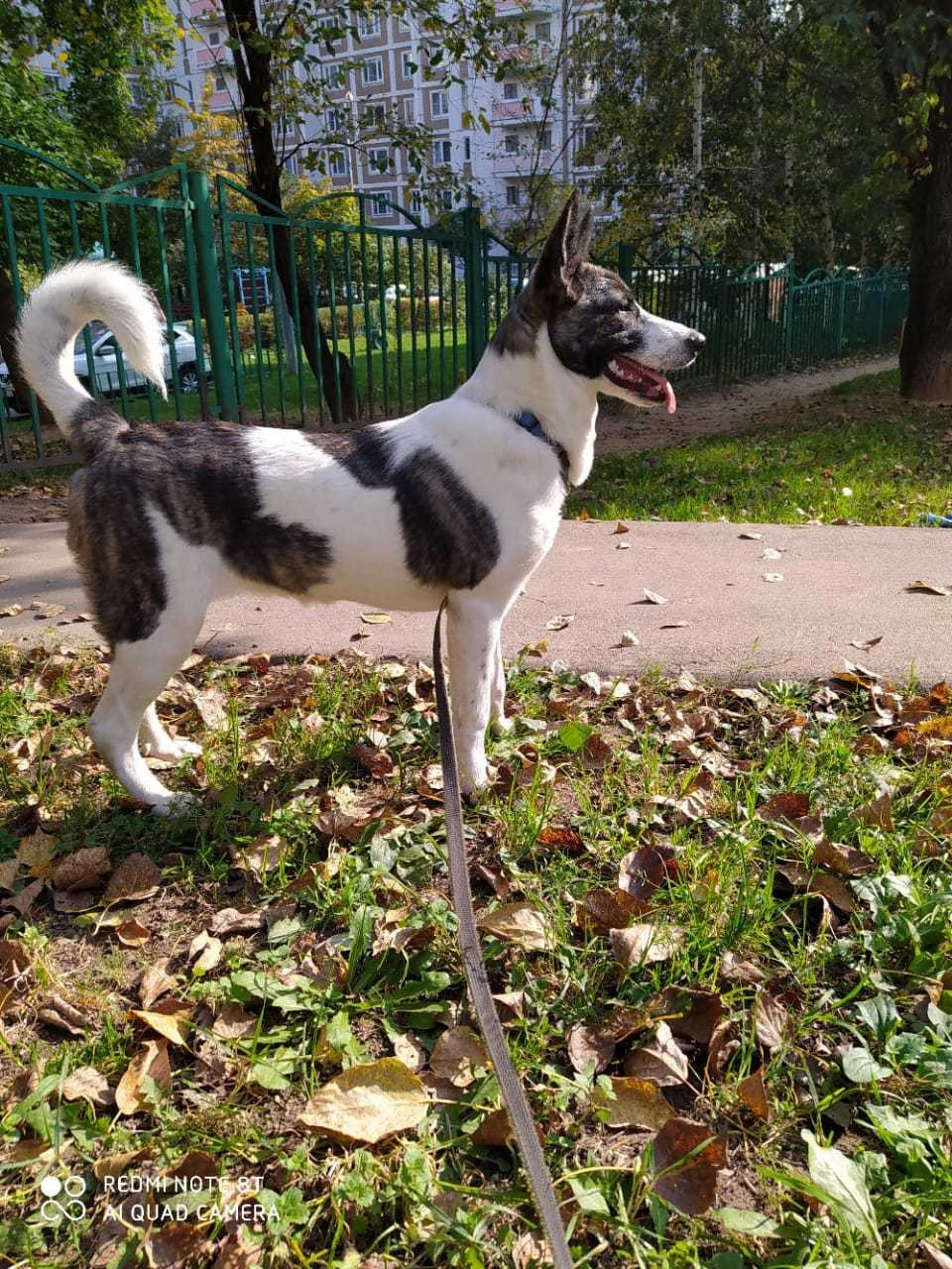 Moscow. Bonya is looking for a home - My, No rating, Dog, Moscow, In good hands, Pets, Longpost