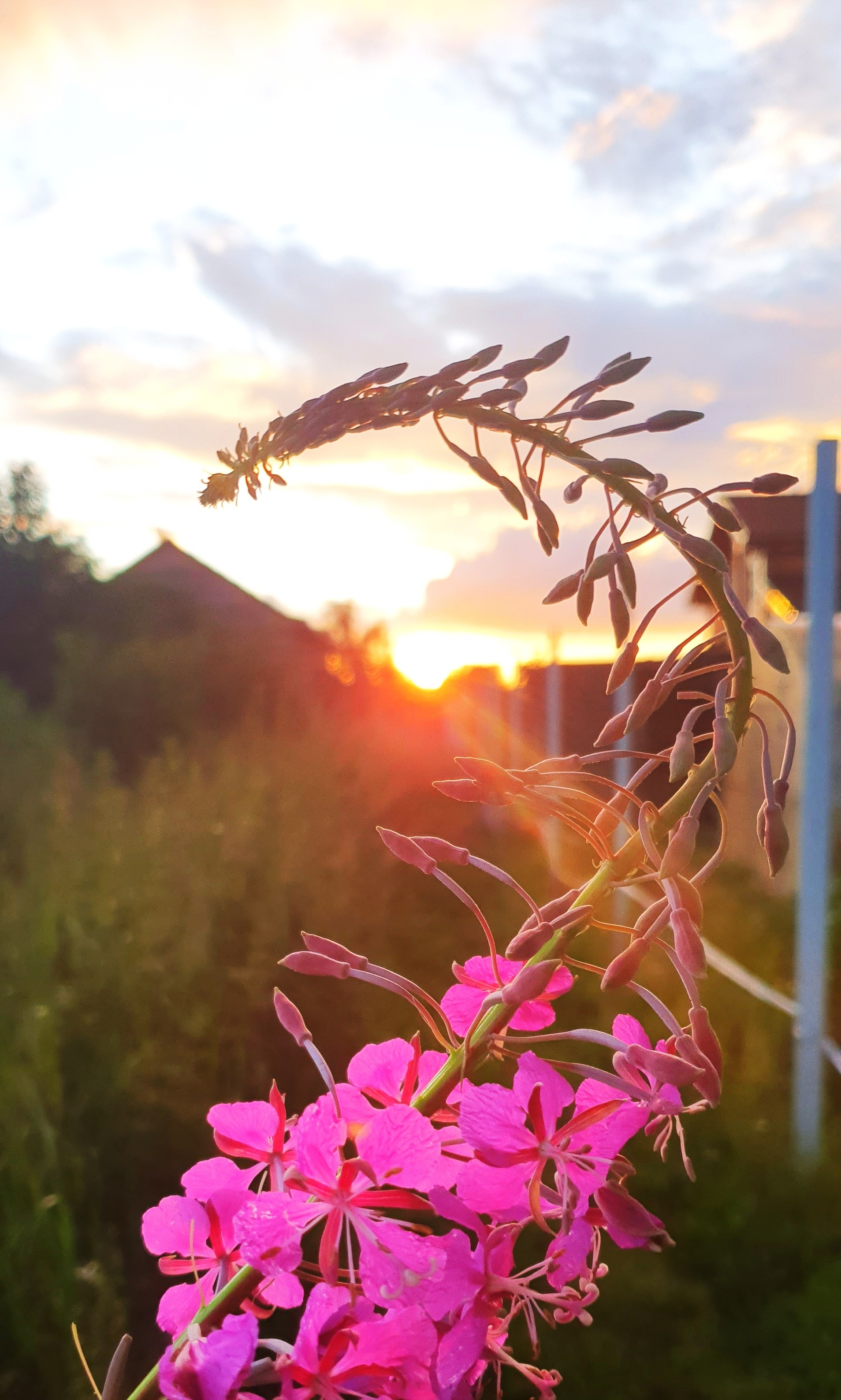 Photo on sneakers - My, Nature, Mobile photography, Sunset, Blooming Sally