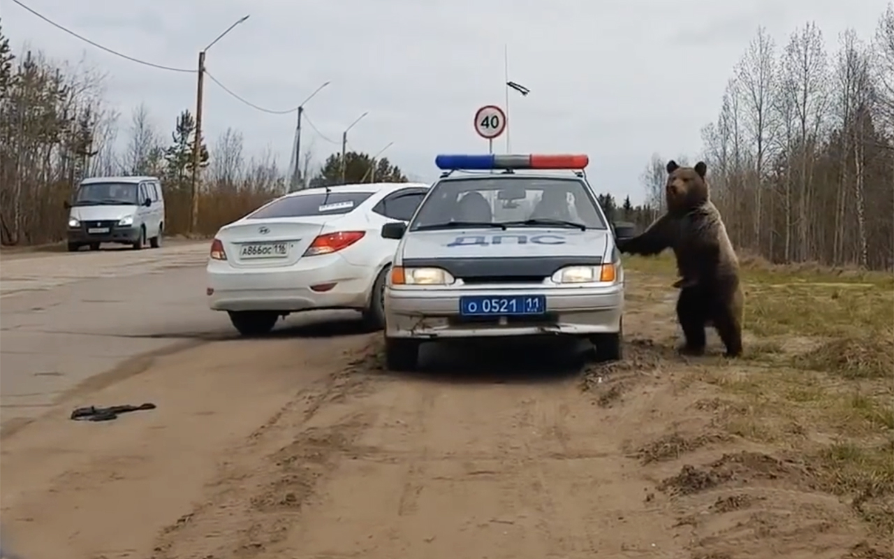 Нападение на дороге. Медведь в машине. Медведь ДПС. Медведь машина полиция. Медведь в Печоре.