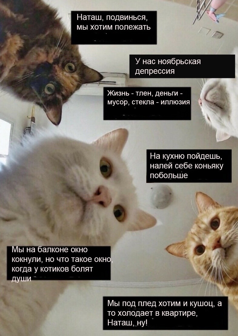 Картинка с котами про наташу