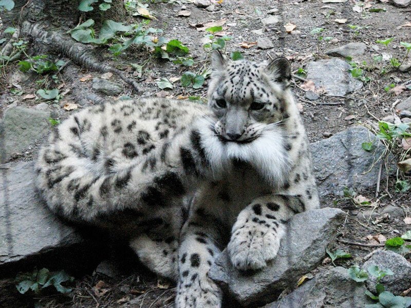 So why does a snow leopard chew its tail? - Snow Leopard, Animals, The photo, Video, Longpost, Big cats, Tail, Cat family, Predatory animals, Wild animals