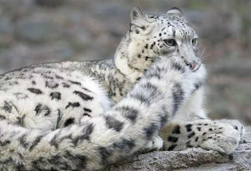 So why does a snow leopard chew its tail? - Snow Leopard, Animals, The photo, Video, Longpost, Big cats, Tail, Cat family, Predatory animals, Wild animals