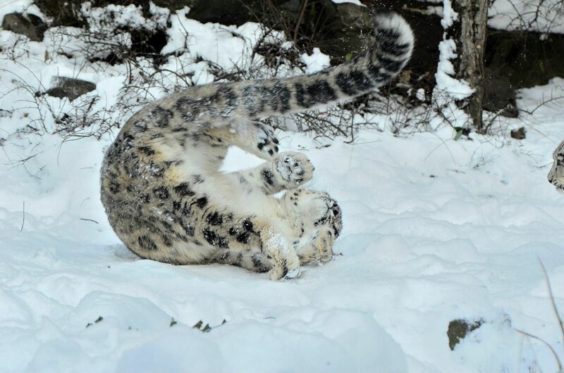 So why does a snow leopard chew its tail? - Snow Leopard, Animals, The photo, Video, Longpost, Big cats, Tail, Cat family, Predatory animals, Wild animals