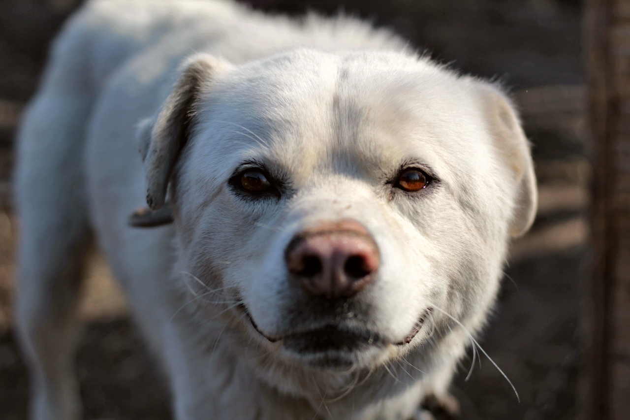 White Bill White Ear. And the nose looks like a pig - My, Dog, Barnaul, Shelter, Longpost, In good hands