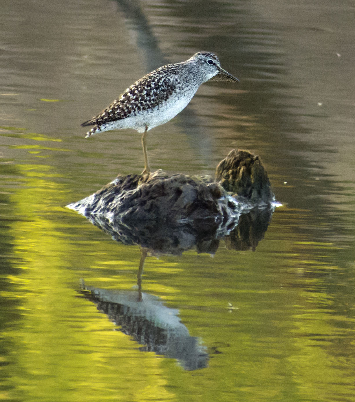 DIFFERENT BIRDS - 4 - My, Ornithology, Birds, Wings, Schelkovo, Moscow region, Hobby, Photo hunting, Longpost