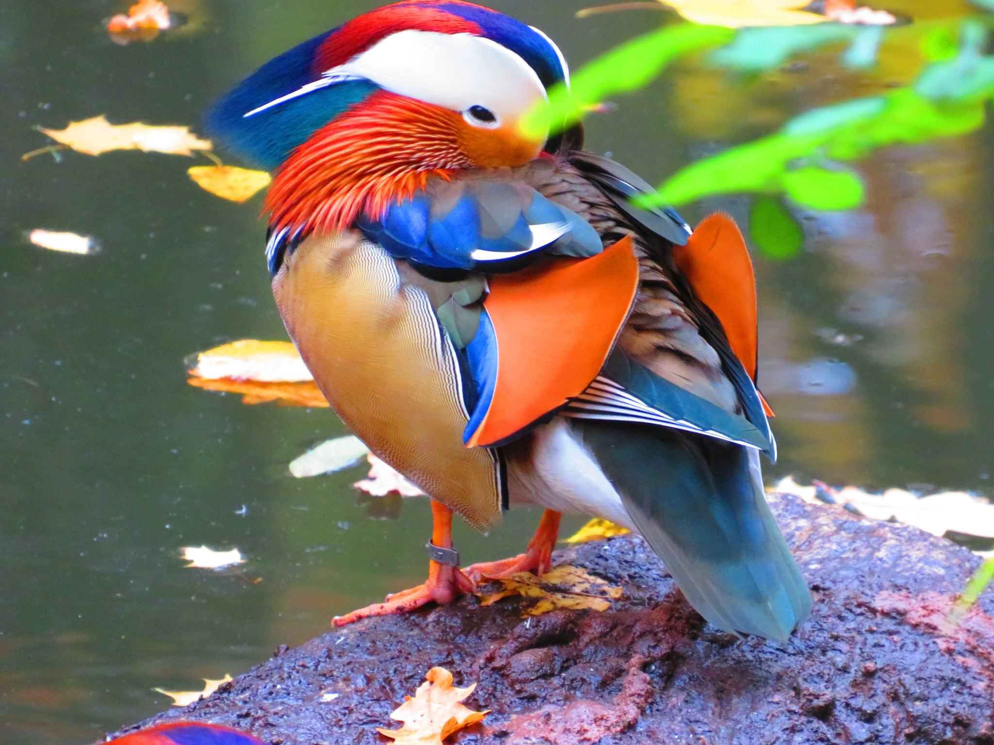 Some lake birds - My, Photoshop, Canon, Nikon, Longpost, The photo, Birds, Mandarin duck