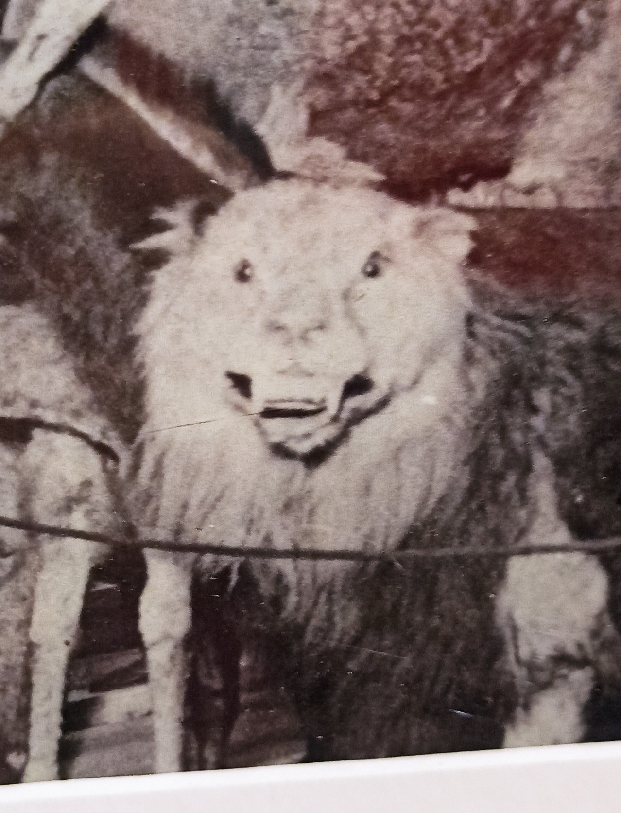 Battle grin! - a lion, Scarecrow, Museum, Longpost, Taxidermy