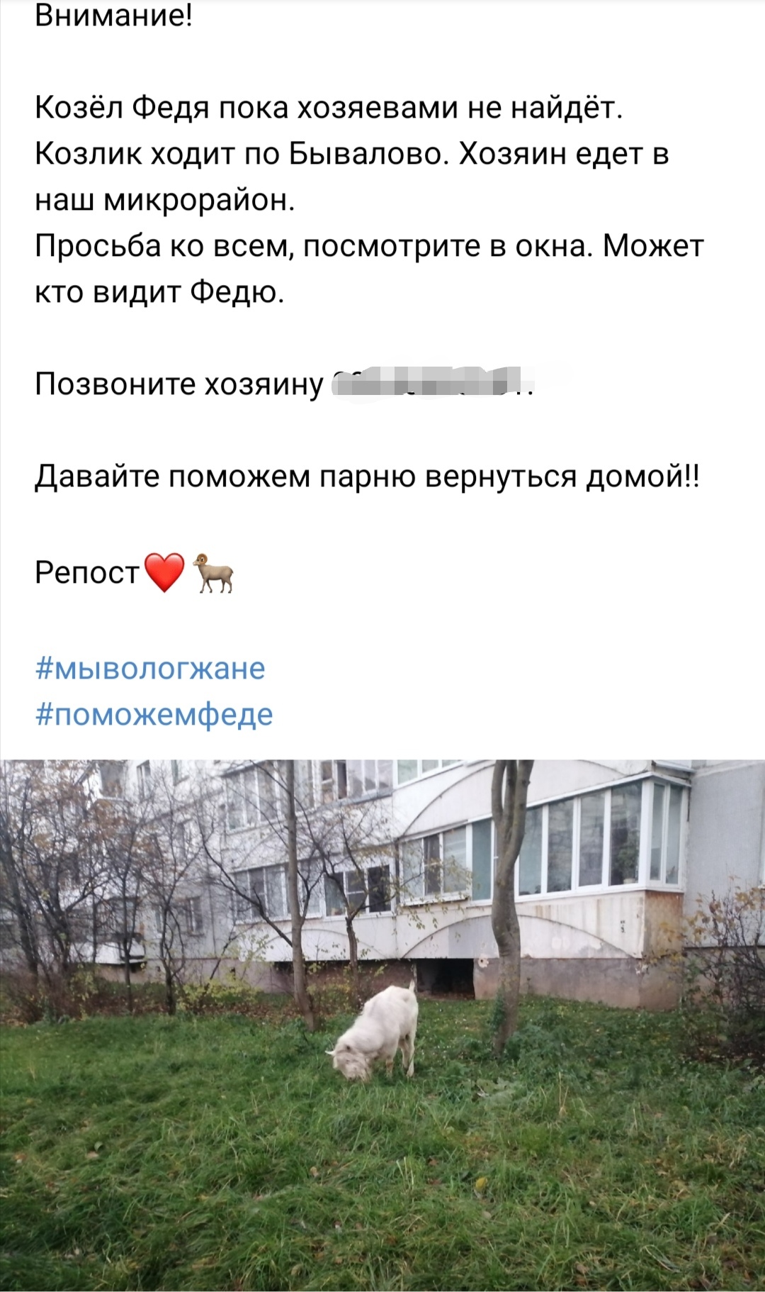 The happy story of Fedya the goat - Vologda, Goat, Lost, Longpost