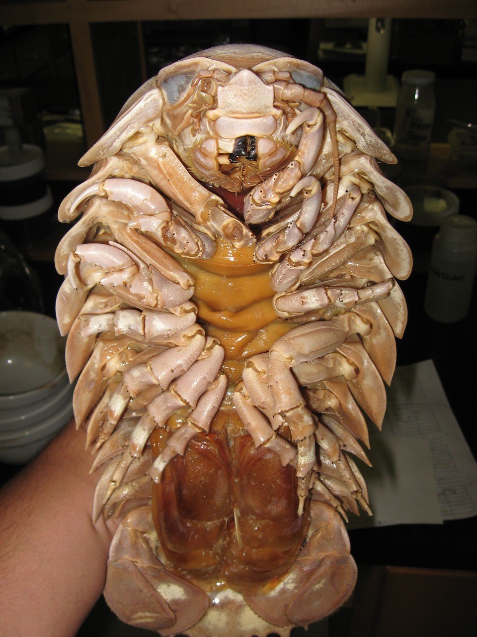 Several creepy inhabitants of the deep sea. Part 1 - Ocean, Sea, Inhabitants, The photo, Longpost, Animals