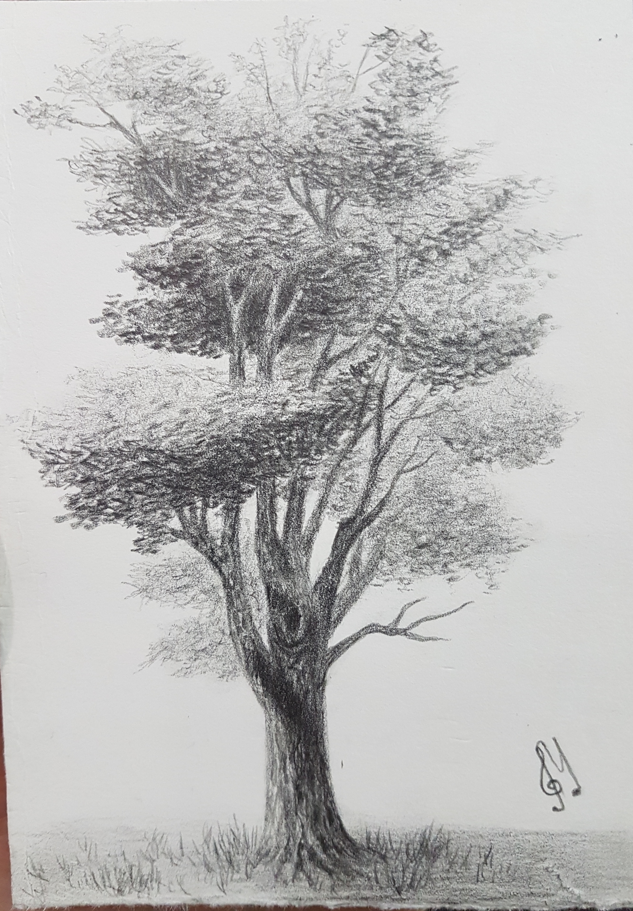 Дерево рисунок карандашом