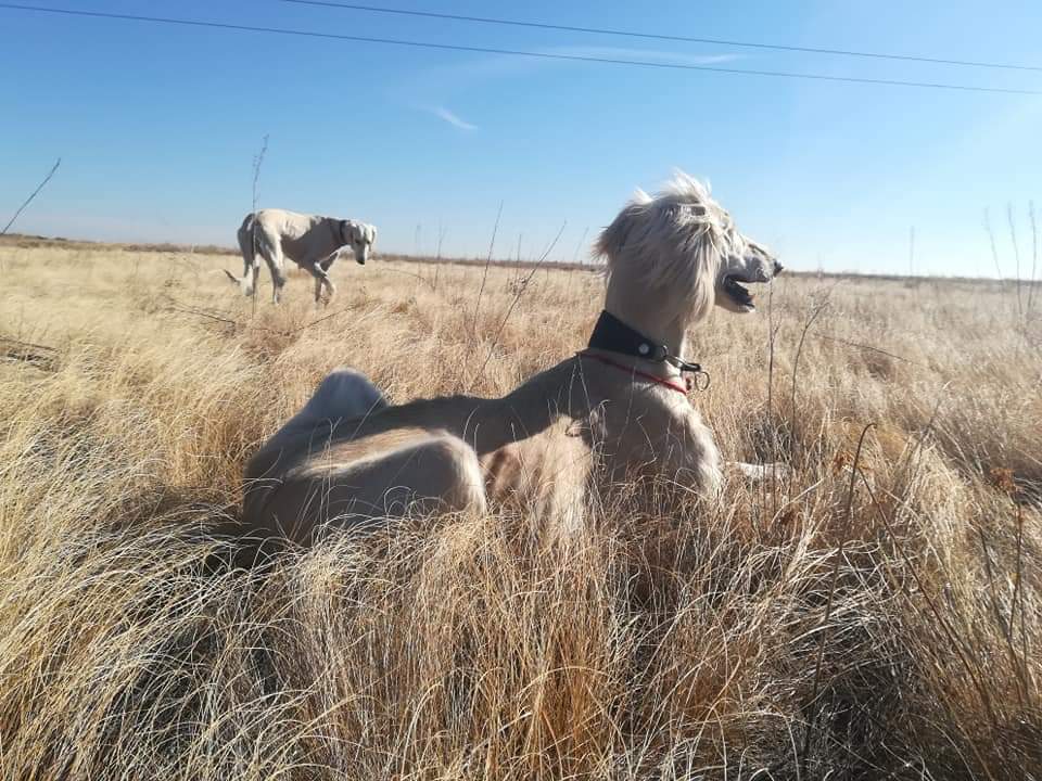 Kazakh greyhound. Just a photo - My, Greyhound, Longpost, Dog, Hunting, Hunting dogs