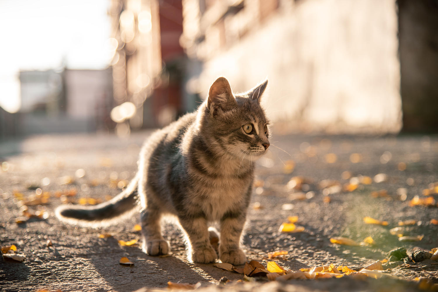 He killed his grandfather for not letting him eat the cat: a shocking incident in Rosh HaAyin - news, cat, Idiocy, Negative, Murder, Israel