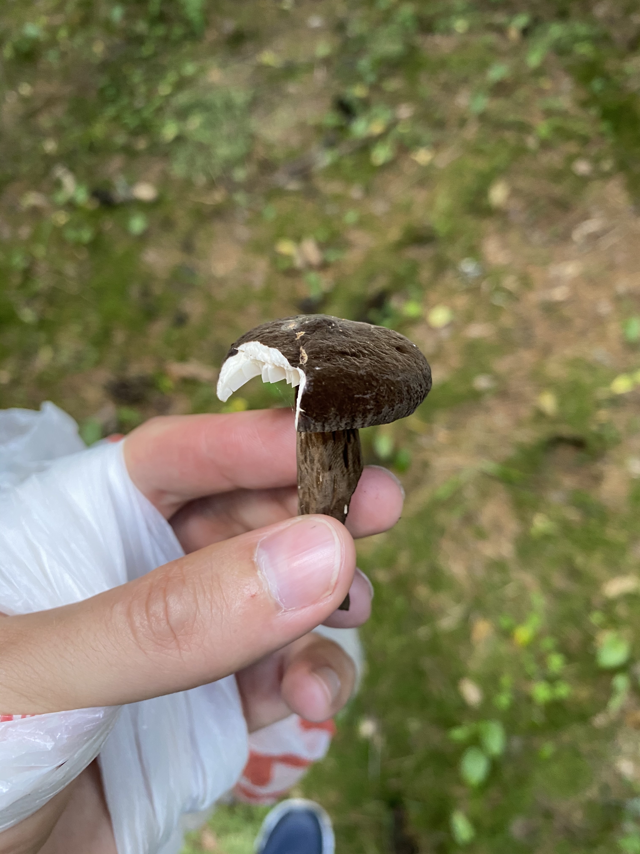 What kind of mushroom? - My, Mushrooms, Mushroom pickers