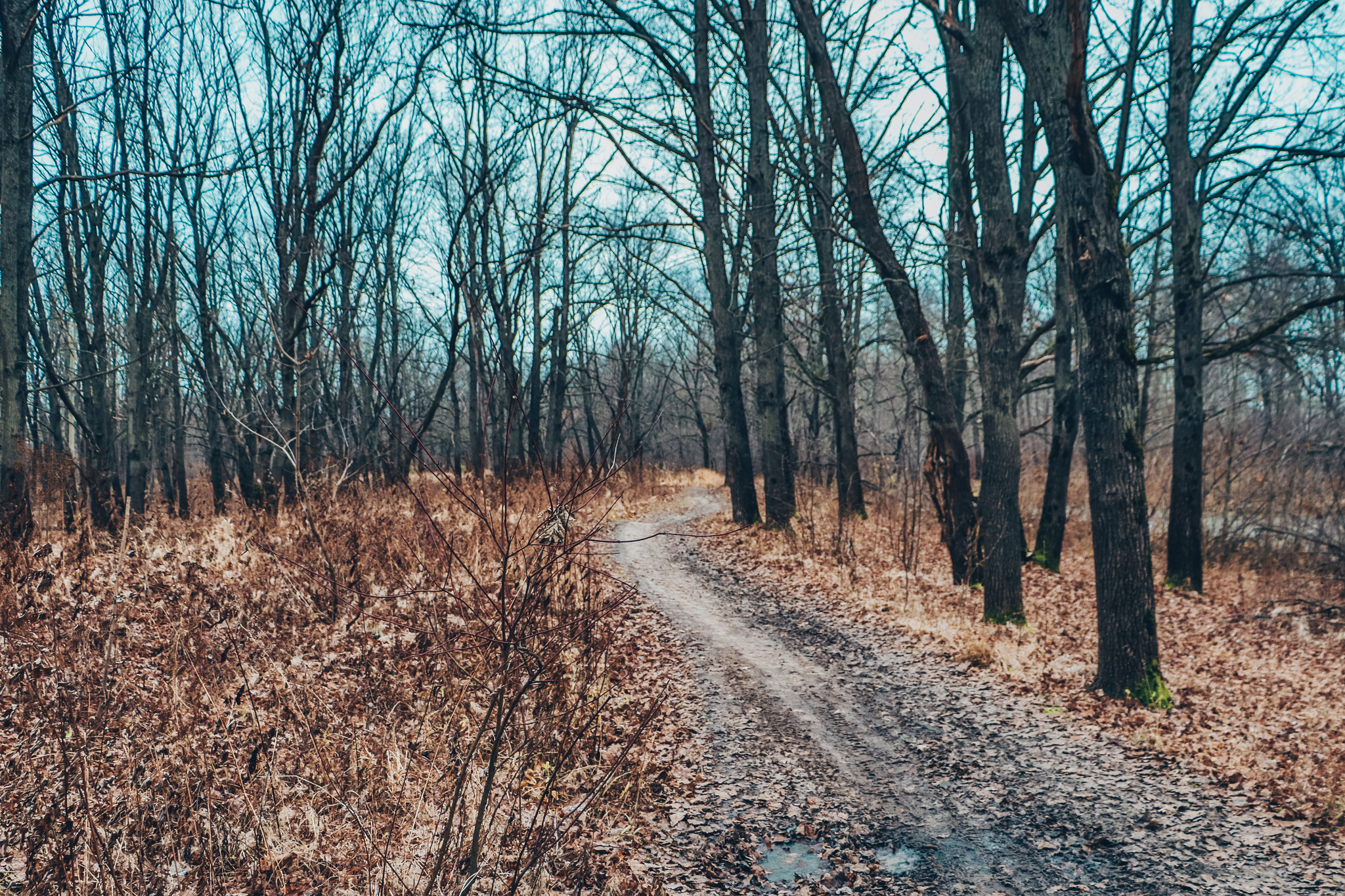 November - My, The photo, Autumn, Landscape, Mushrooms, A bike, Longpost