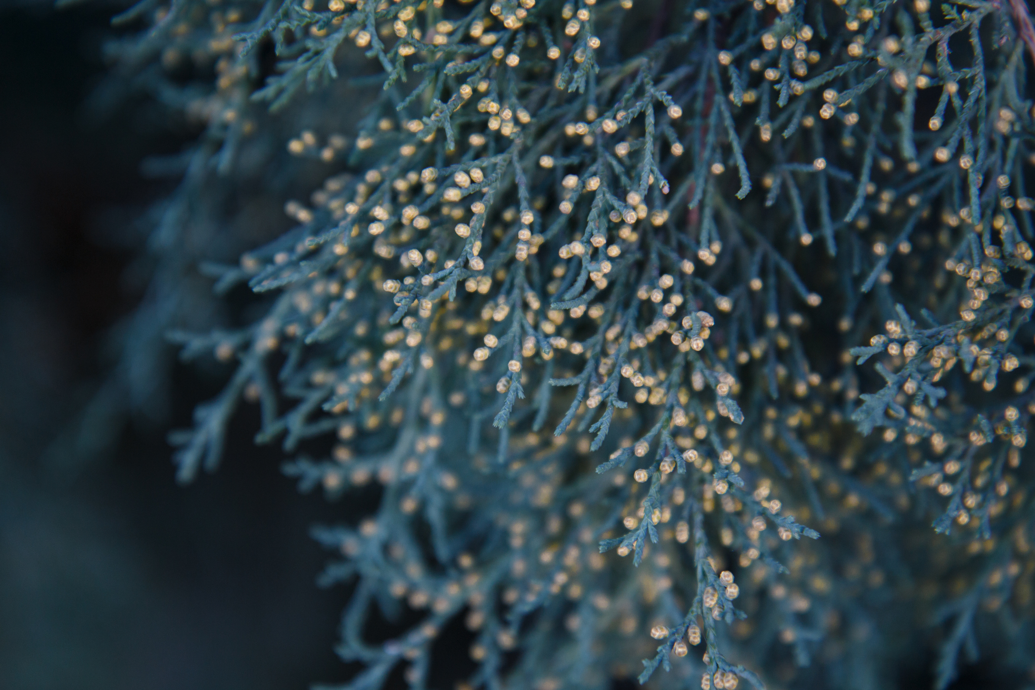 Twin brothers - My, Nature, Beginning photographer, The photo, Cypress, Juniper, Canon