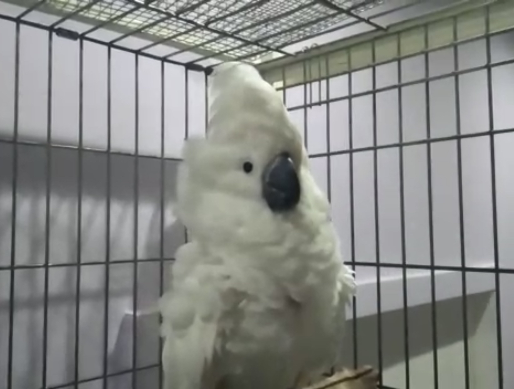 About how I got a cockatoo - My, A parrot, Cockatoo, Kakadu alba, Text