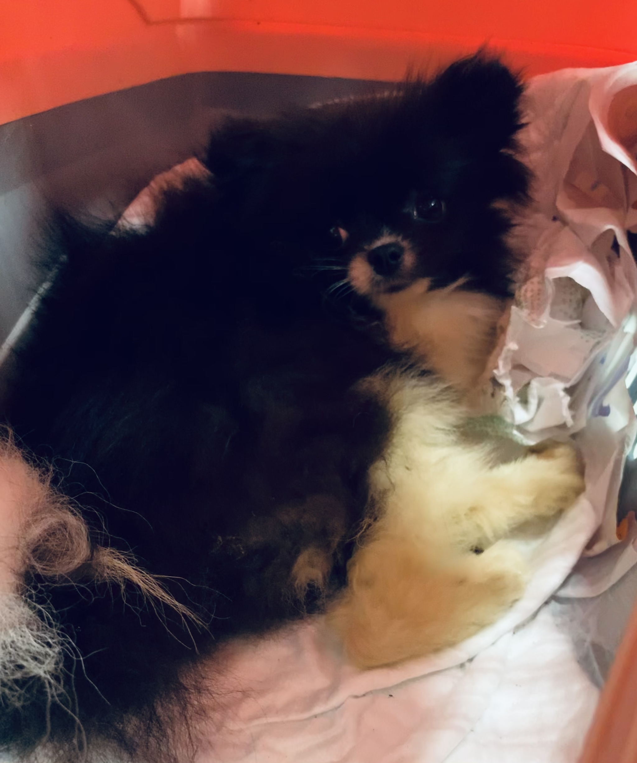 Reply to the post “We have a new euthanasia refuser - a 6-month-old Spitz puppy after an attack by another dog. They took me for examination. - My, Dog, Spitz, Animal Rescue, Pets, Pet, Pets, Puppies, Video, Reply to post, Longpost