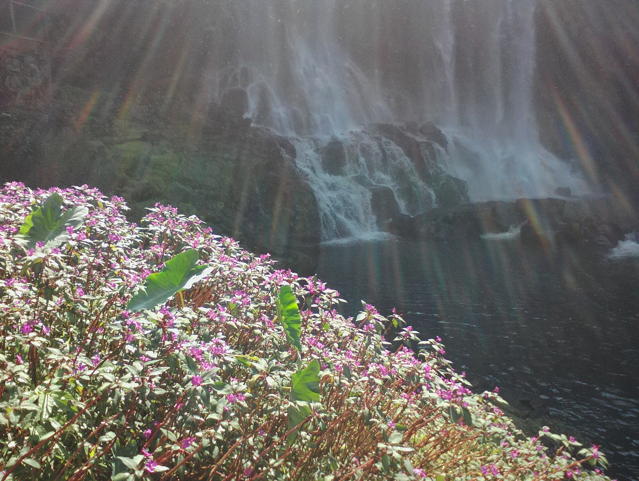 Dambri Park - waterfalls in the jungle. Vietnam - My, Vietnam, Asia, Travels, Nature, Longpost