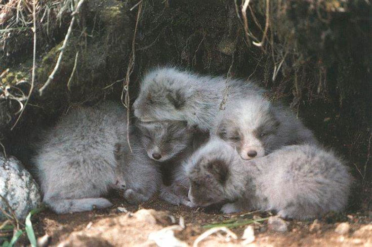 Arctic fox or arctic fox - Arctic fox, Longpost, The photo, Animals