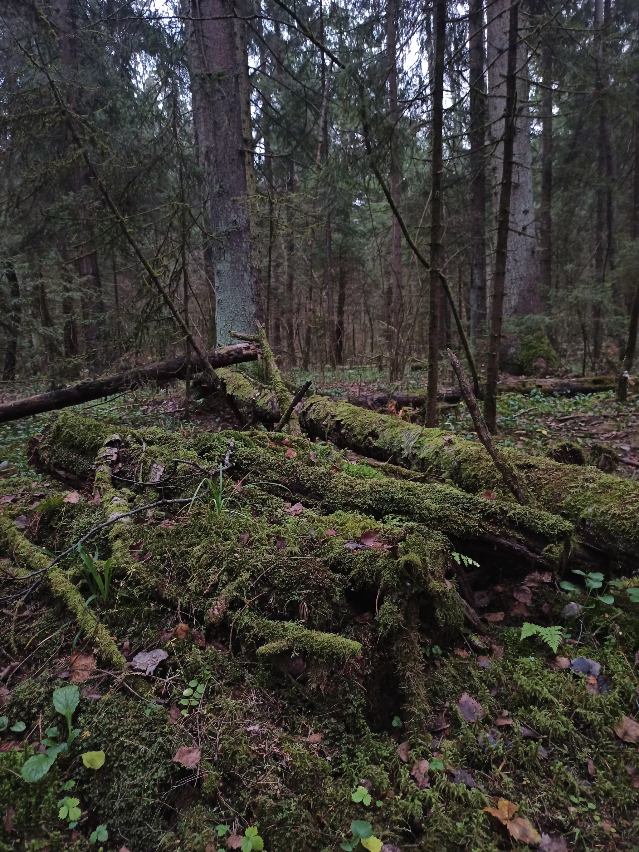 A little November forest - My, The photo, Beginning photographer, Autumn, Longpost, Nature, Forest, Macro photography