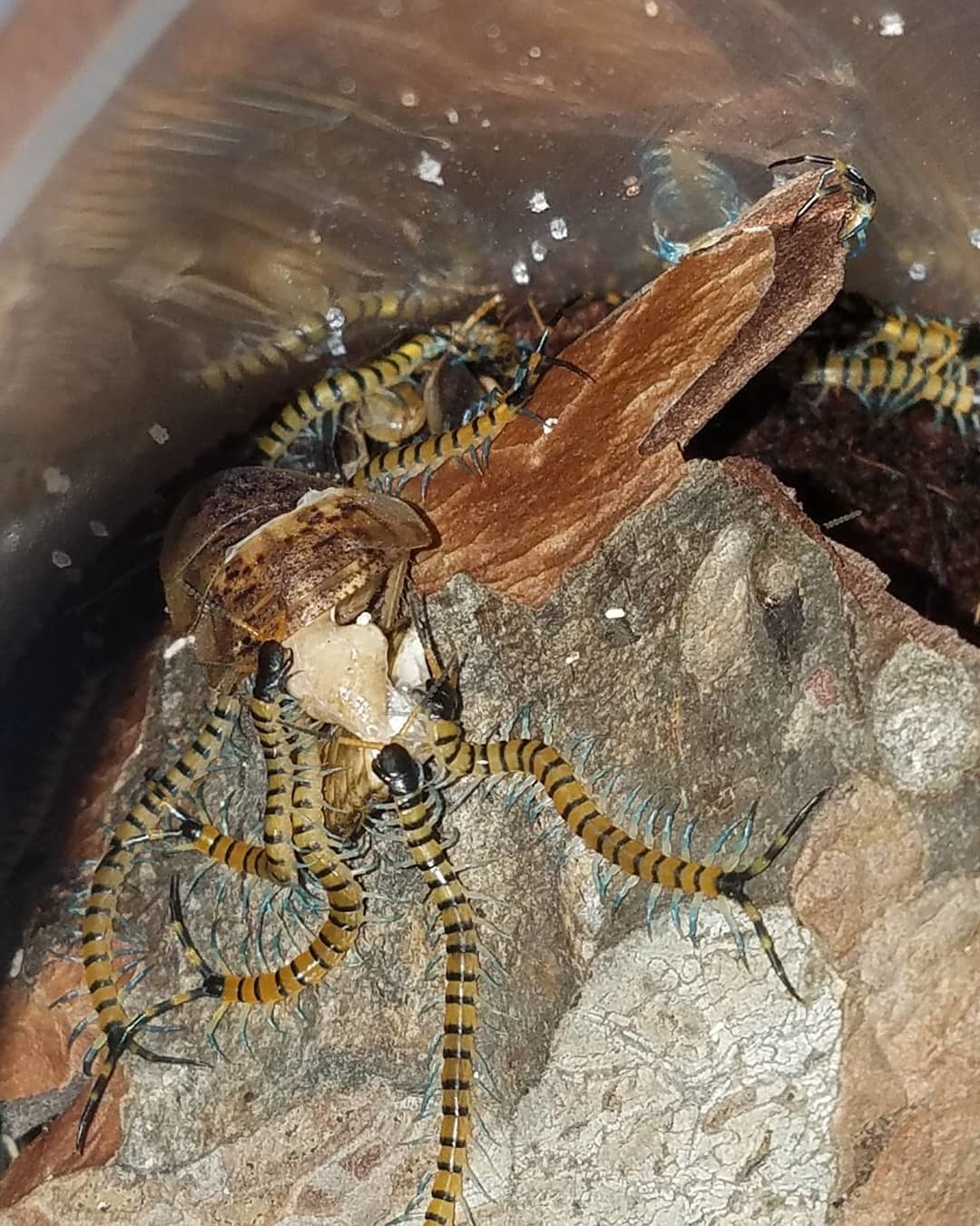 Offspring of centipedes - My, Scolopendra, Centipede, Insectophobia, wildlife, Reproduction, Video, Longpost