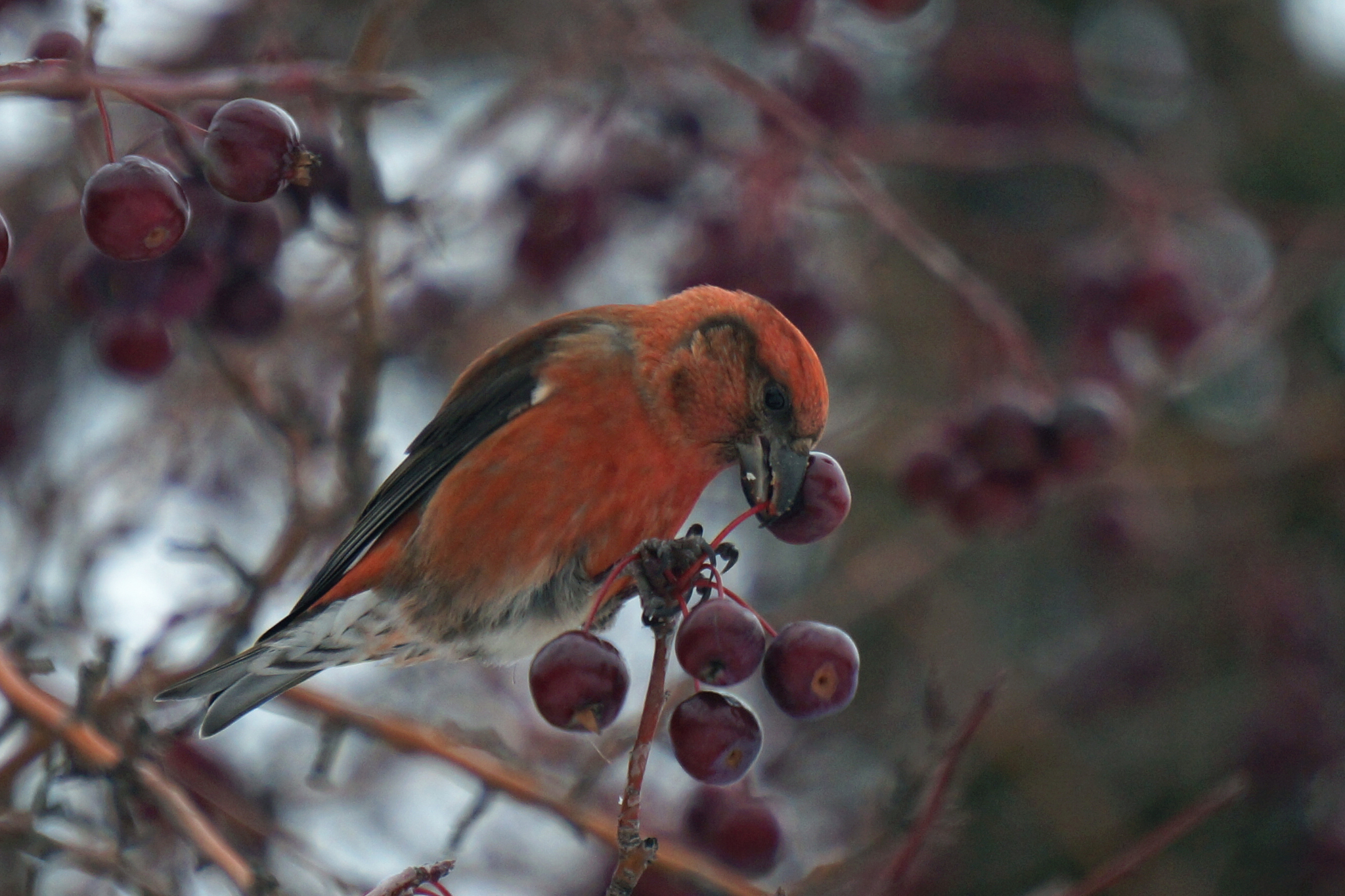 Crossbill - My, Crossbill, Birds, Nature, Siberia, Altai Republic, Longpost