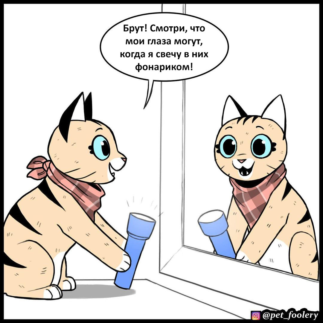 Cool Pixie Eyes - Comics, Humor, Pets, Pet foolery, Longpost, Eyes, Brutus and Pixie