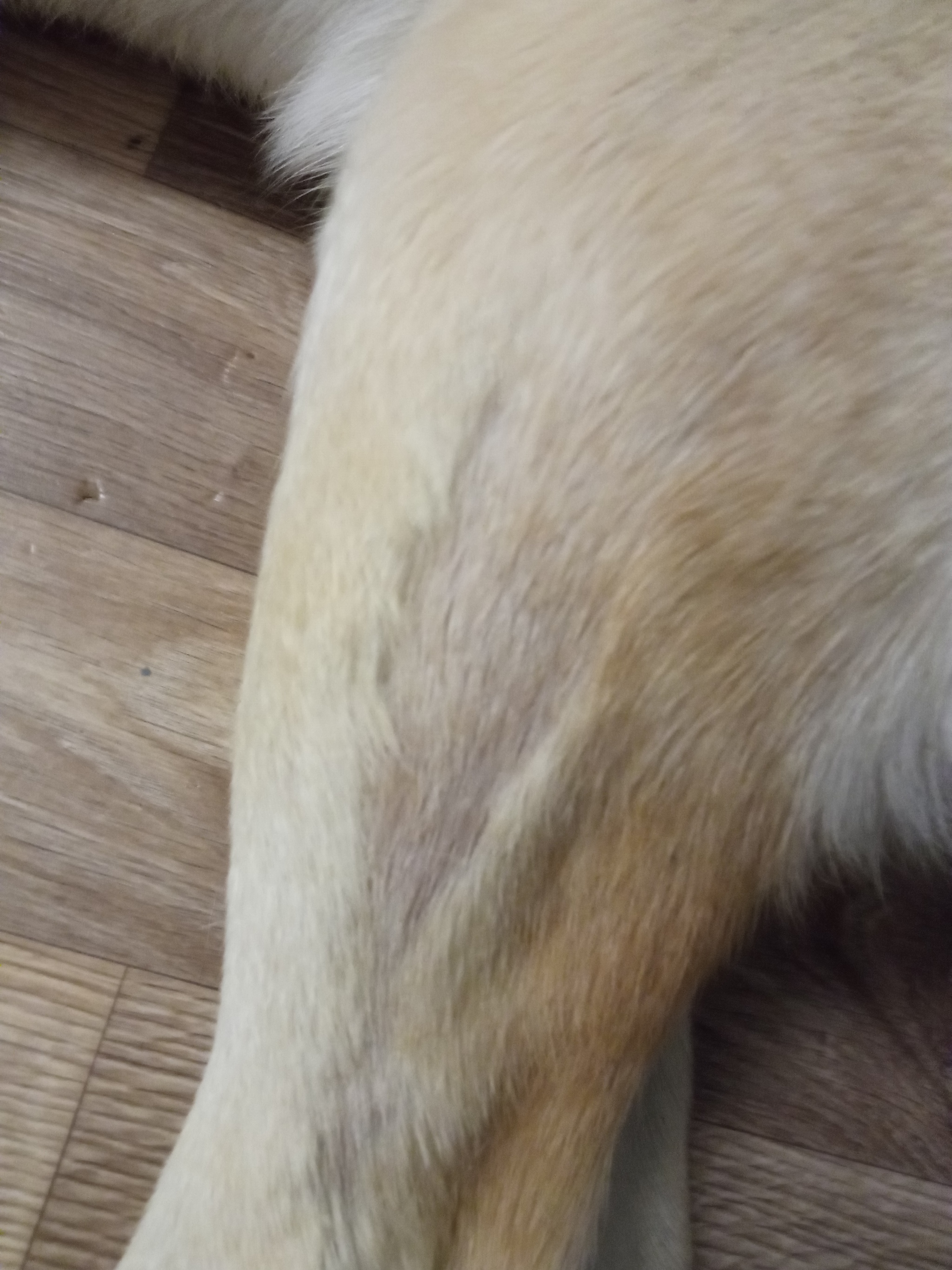 Причины выпадения шерсти у собак — ROYAL CANIN® | Royal 