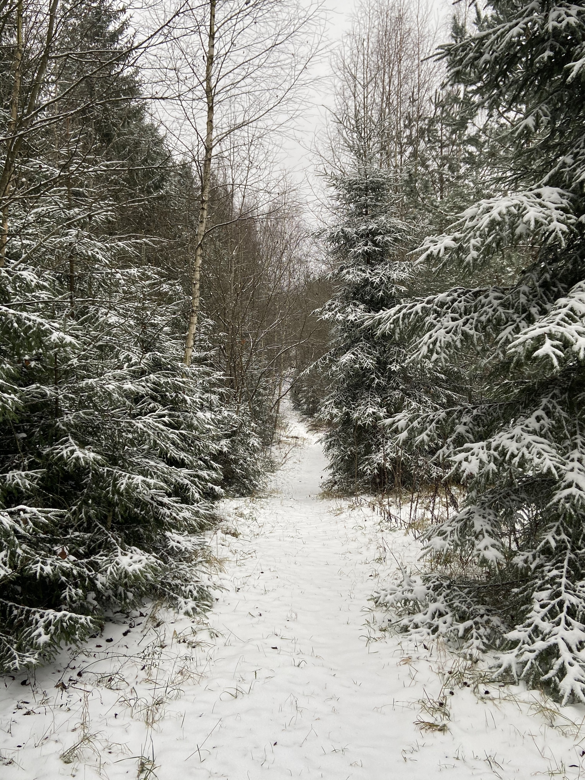 First snow - My, The photo, Winter, Forest, Mystery, beauty, Nature, Longpost, First snow