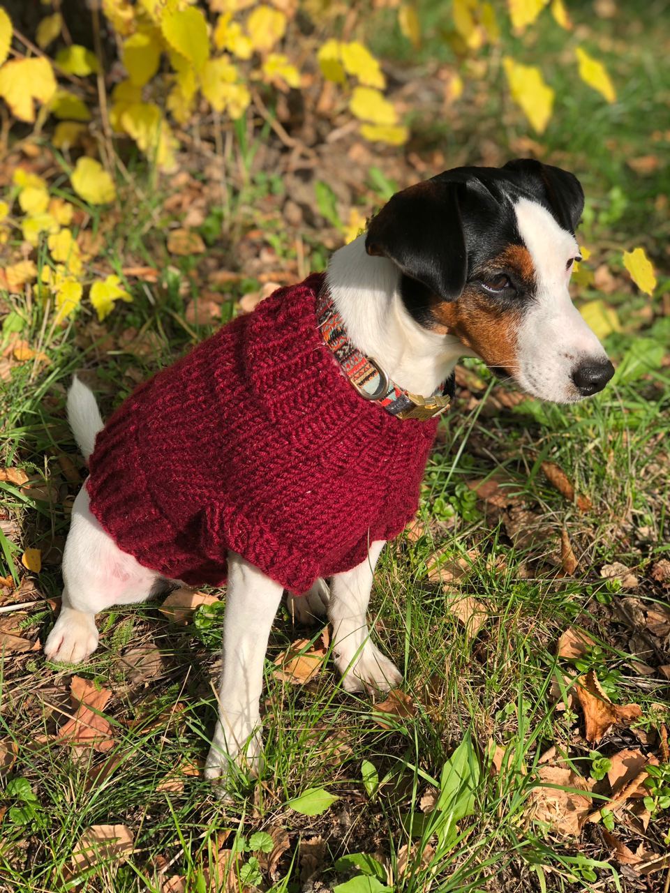 Sweater for dogs - My, Dog, Needlework without process, Needlework, Knitting, Longpost, Clothes for animals