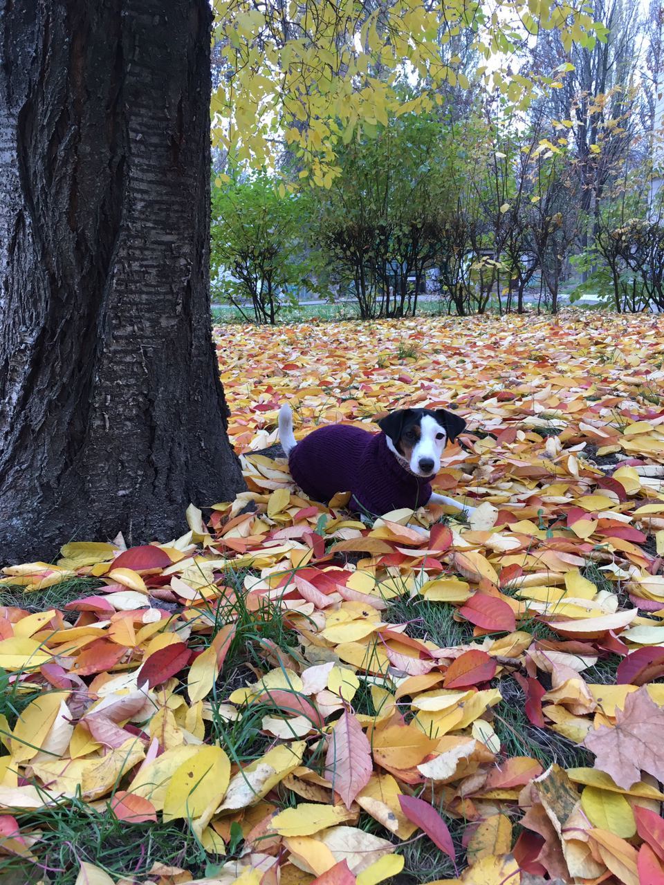 Sweater for dogs - My, Dog, Needlework without process, Needlework, Knitting, Longpost, Clothes for animals