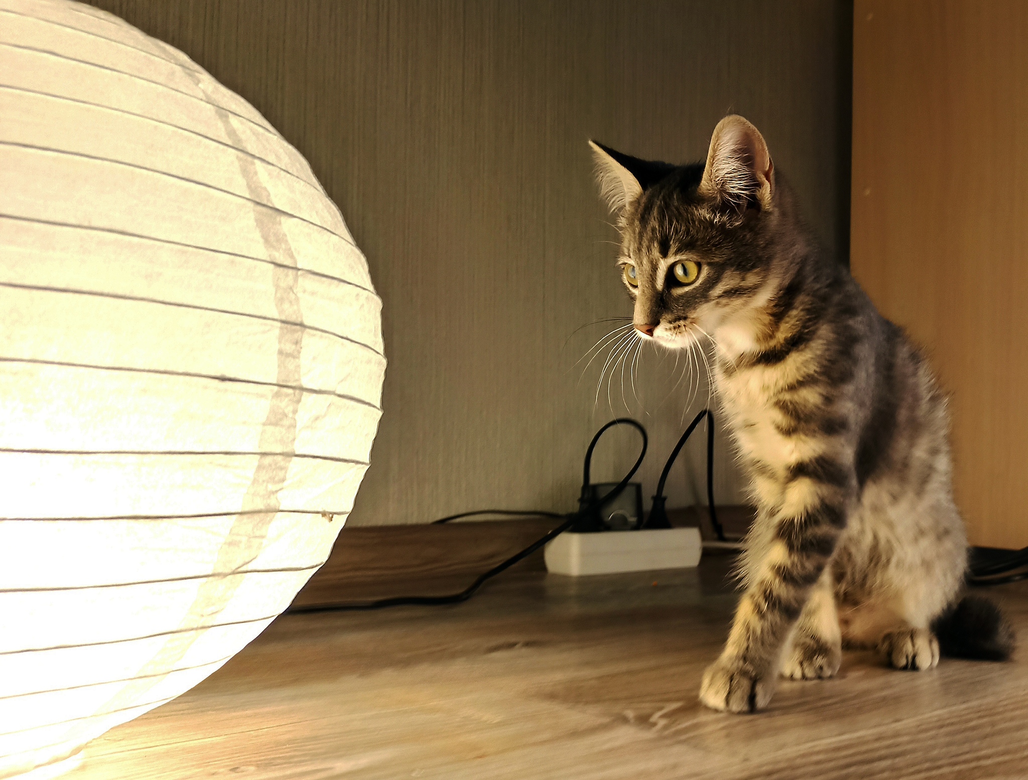 My version of a cat with a lamp - cat, The photo, Mobile photography