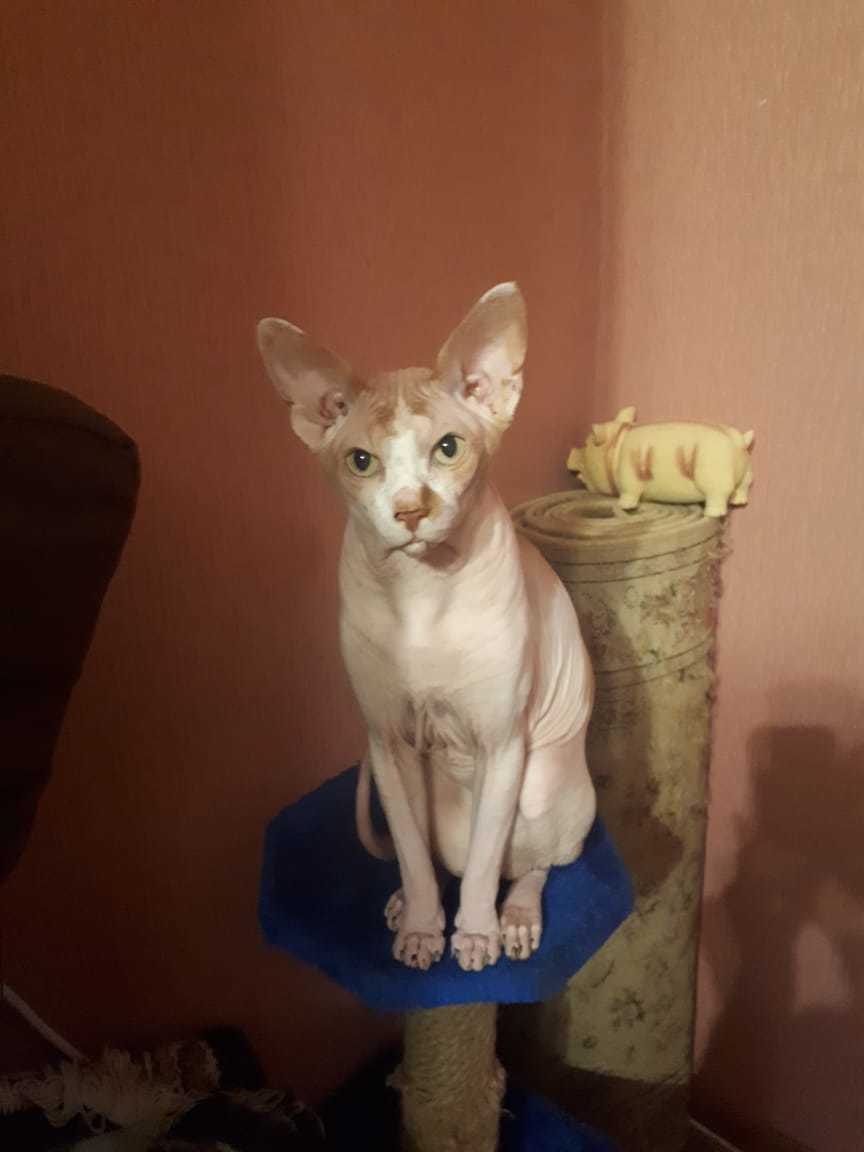 Kotoland. Sphinx looking for a home - My, cat, Shelter, Kindness, Help, Sphinx, Lipetsk, In good hands, No rating, Shelter Cotoland