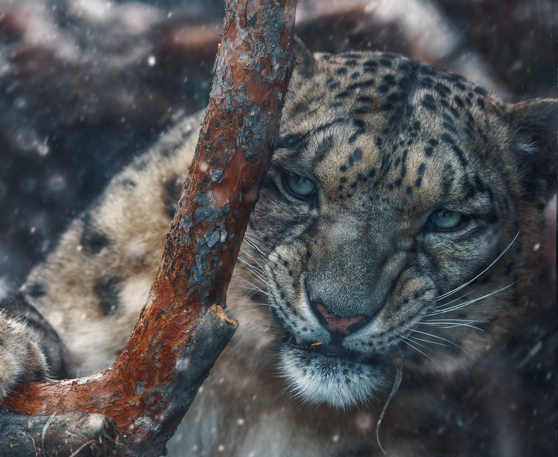 Snow leopard... sik) - Snow Leopard, Big cats, Wild animals, Nature, The national geographic, The photo, Bogdanov Oleg, Animals, Longpost