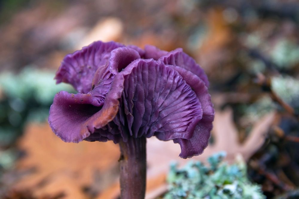 11 colorful mushrooms from Willy Wonka - Mushrooms, Mycelium, Mycology, Amanita, Longpost