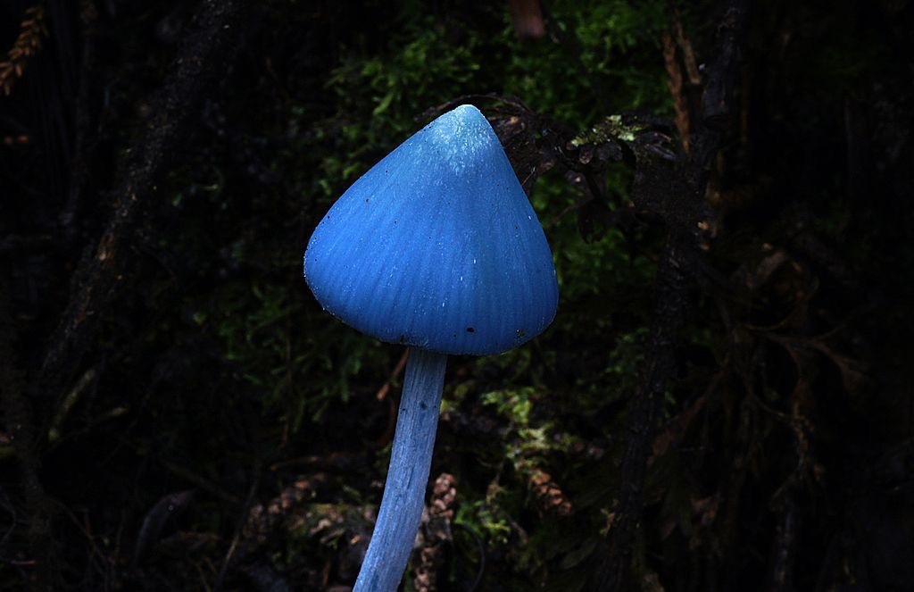 11 colorful mushrooms from Willy Wonka - Mushrooms, Mycelium, Mycology, Amanita, Longpost