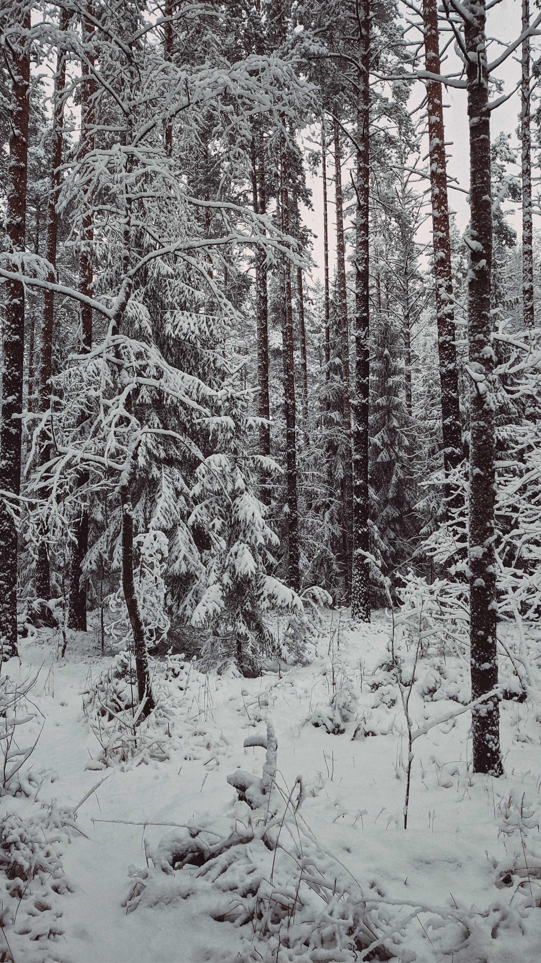 After yesterday's snowfall in the Leningrad region - My, The photo, Landscape, Forest, Snow, Mobile photography