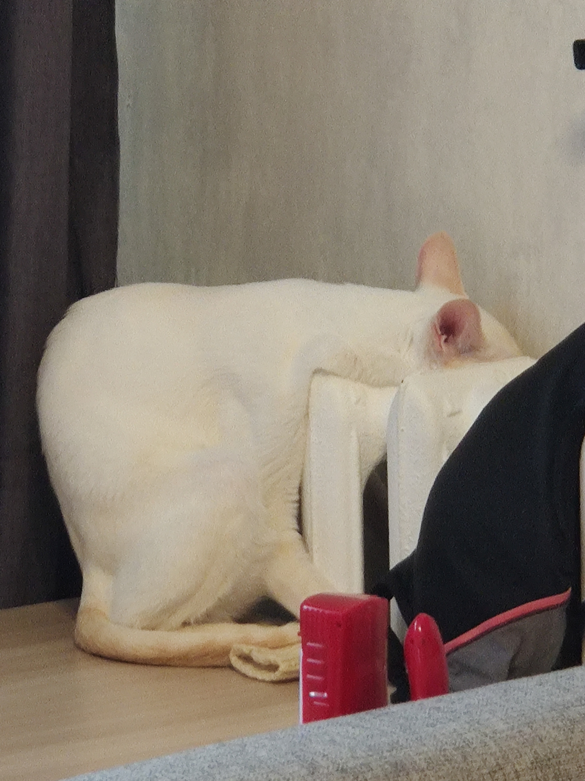 A little mood from my cat - My, cat, Cold, Oriental cats, Longpost