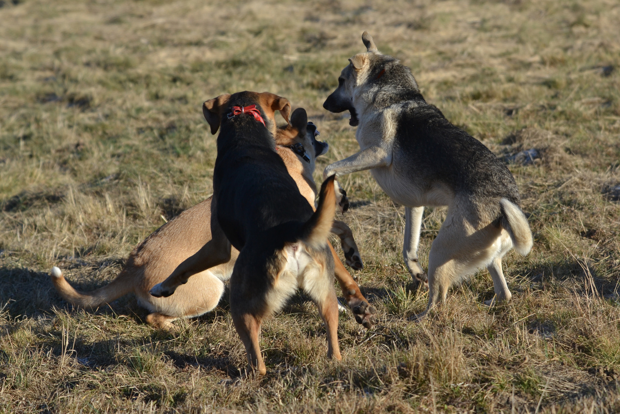 Tasha and Dory. Stories about dogs from foster care - My, Dog, Pets, Animals, Longpost