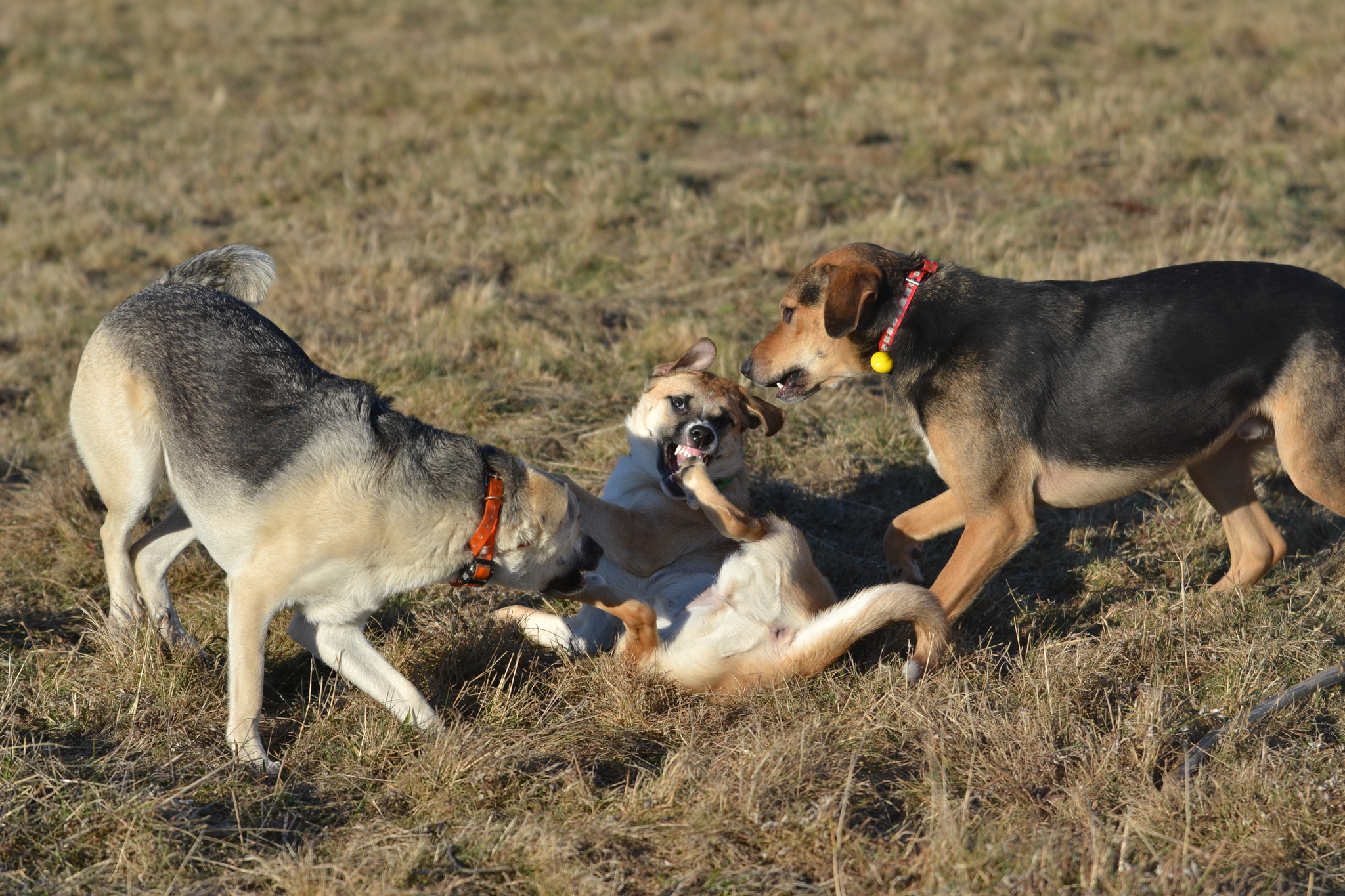 Tasha and Dory. Stories about dogs from foster care - My, Dog, Pets, Animals, Longpost