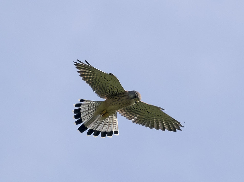 Again about birds - My, Ornithology, Birds, Nature, Hobby, The nature of Russia, Moscow region, Schelkovo, Longpost