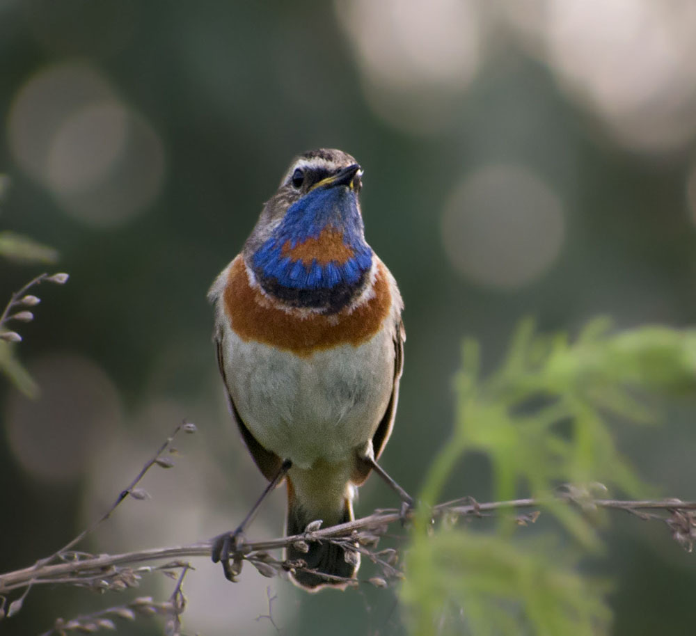 Again about birds - My, Ornithology, Birds, Nature, Hobby, The nature of Russia, Moscow region, Schelkovo, Longpost