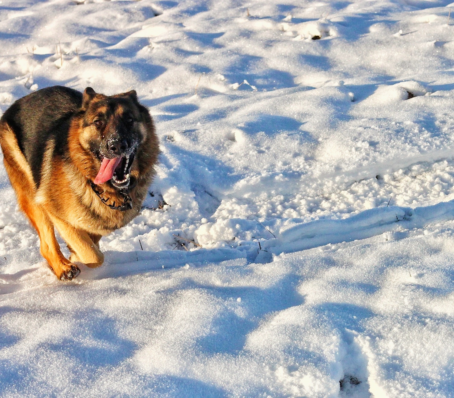 Just a winter walk - My, Dog, Winter, Walk, Longpost